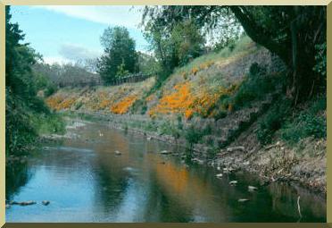  A gabion channel with vegetation