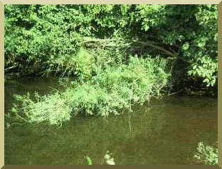 Examples of vegetative debris