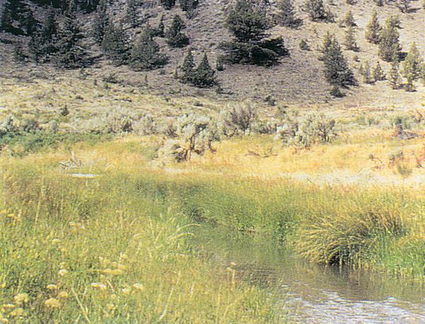 Channel has narrowed considerably and nearly one-and-a-half feet of sediment has been trapped on the flood plain.