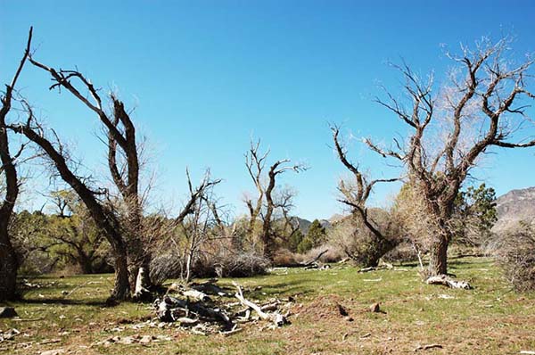 A riparian community impacted by groundwater pumping 