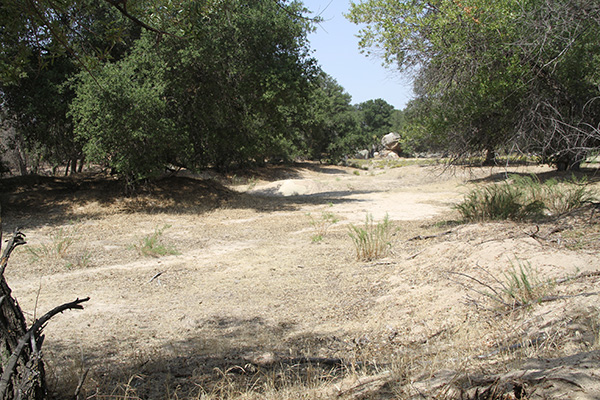 Riparian corridor of coast live oak in unnamed creek of Tierra del Sol