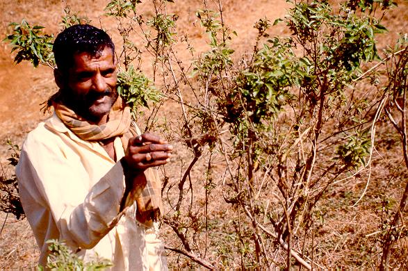 Local man showing water level reached by flood, Karnataka, India