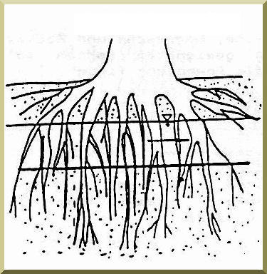 Longitudinal view