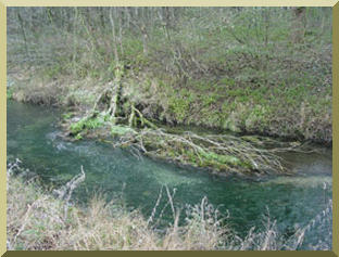 Examples of vegetative debris (e.g., deadwood)