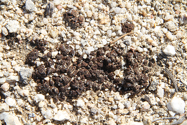 Lithophytes in Boulevard, San Diego County, California