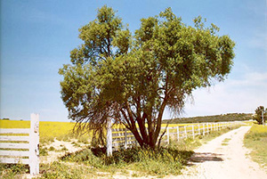 Mesophytes in Tierra del Sol  