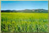 Agricultural fields in the Ojos Negros valley