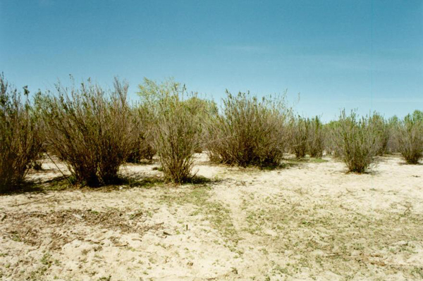 sandmining, Ojos Negros, Baja California