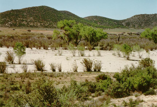 sandmining, Ojos Negros, Baja California