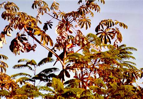 A toucan in the wild, Pantanal of Mato Grosso, Brazil.