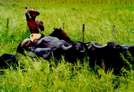 A Caboclo, a local rural worker, handling a herd of buffalo in the flood plains