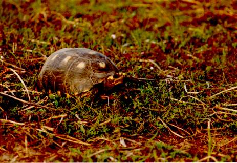 A large turtle in the wild on the Pantanal do Itiquira,
Mato Grosso, Brazil. 