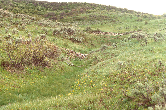 Check dams used to restore and revegetate a gully