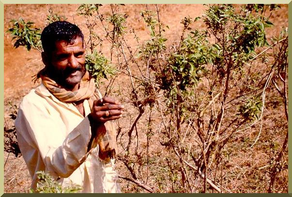 Local man showing level reached by flood near Kanakumbe, Karnataka, India.