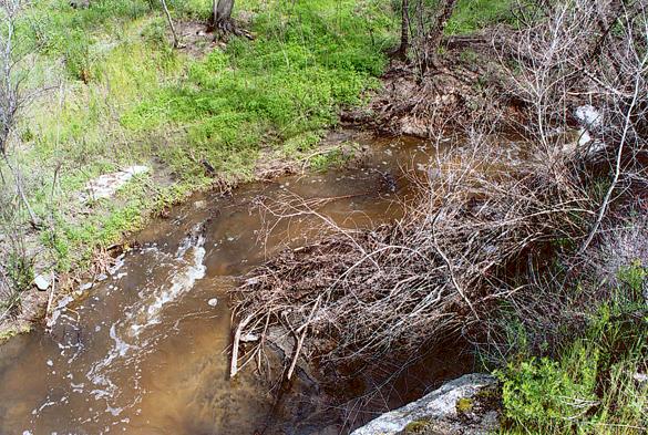 Campo Creek, immediately  upstream of the USGS stream gaging station.