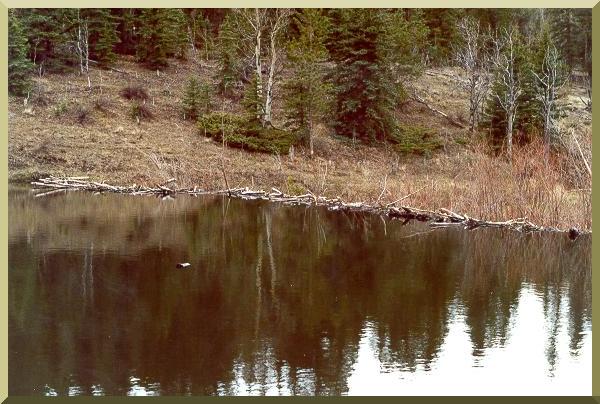 Large beaver dam in the Trout Creek watershed, Western Colorado 