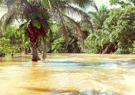 
Flood stage on the Rio Chane, Santa Cruz department, Bolivia, January 19, 1990. 