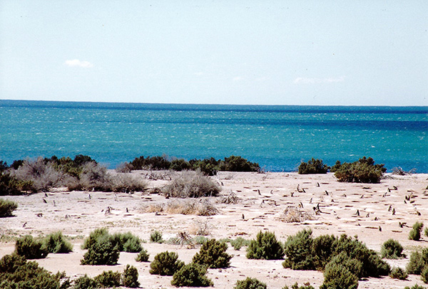 Magellan penguin colony at Punta Tombo, Patagonia, Argentina (1991)