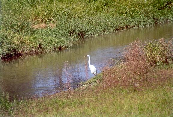 A specimen of Casmerodius albus in the channel of Rio Atoyac.