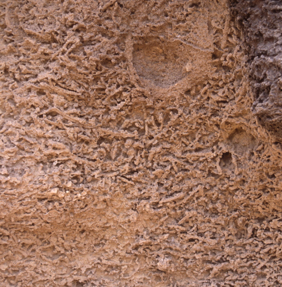 Bioturbation (Carlo Messina, University of Catania, Italy)