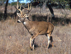 venado cola blanca