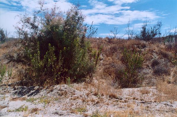 La ribera del río en la vecindad de RP-1