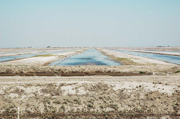 Waterfowl habitat, Tulare Lake Basin, California.