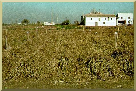 Coquillo plants that have bedded and wilted at the end of the planting season