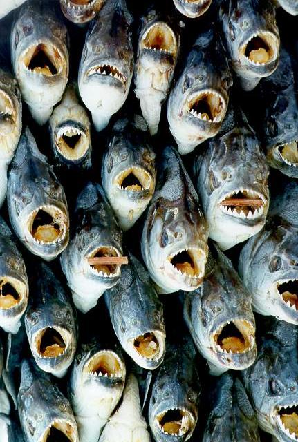 A load of desiccated piranhas, ready for market, <br>on the banks of the Rio Miranda, Mato Grosso do Sul, Brazil.