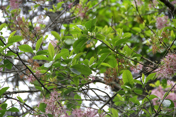 Oleaceae, <i>Chionanthus pubescens</i> Kunth.