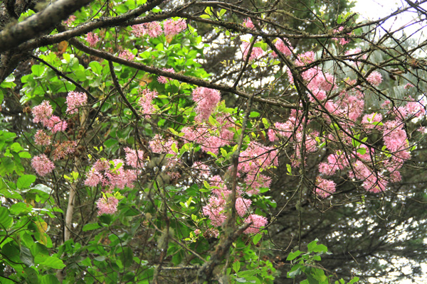 Oleaceae, <i>Chionanthus pubescens</i> Kunth.