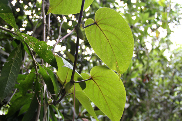 <i>Passiflora ligularis </i>A. Juss.