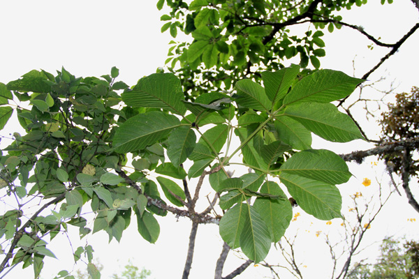 <i>Tabebuia chrysantha </i> (Jacq.) G. Nicholson.