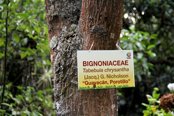 <i>Tabebuia chrysantha </i> <br>(Jacq.) G. Nicholson.