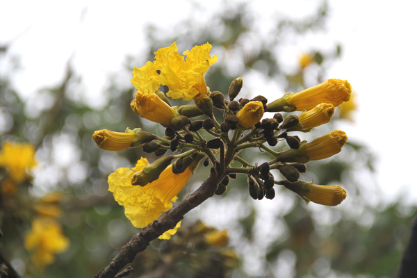 <i>Tabebuia chrysantha </i> <br>(Jacq.) G. Nicholson.