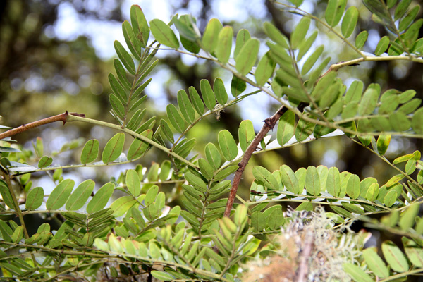 <i>Caesalpinia spinosa</i> (Molina) Kunzte 